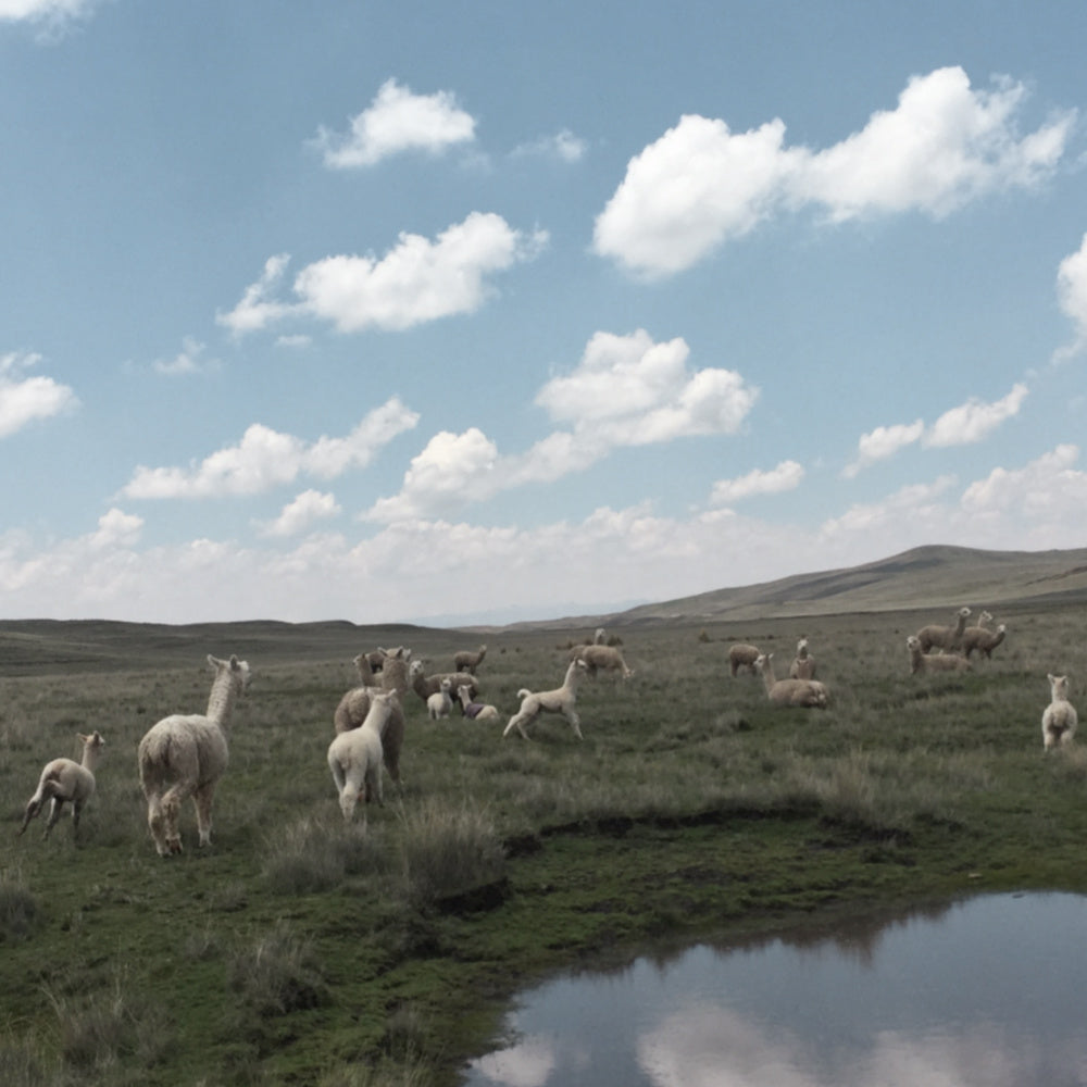 Adult and baby alpaca running in a field with a lake in the foreground