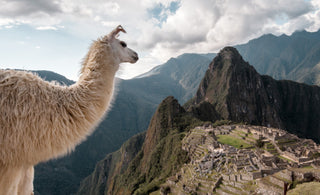 white llama looking out over Machu Picchu
