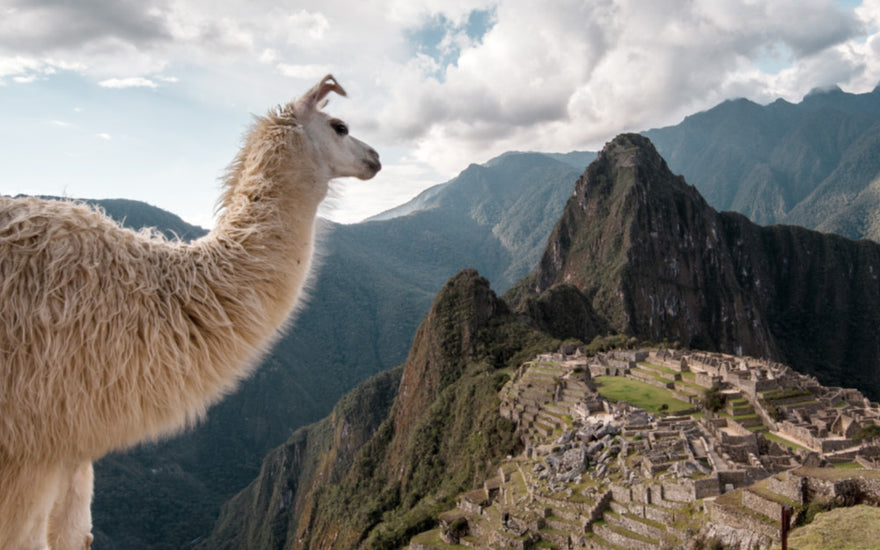 white llama looking out over Machu Picchu