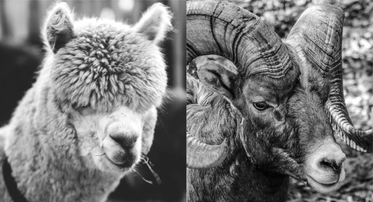 ALPACA or MERINO: COOLING TECHNIQUE, WICKING CAPABILITIES, AND WARMTH INSULATION