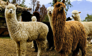 white and brown alpacas in a corral, facing the camera